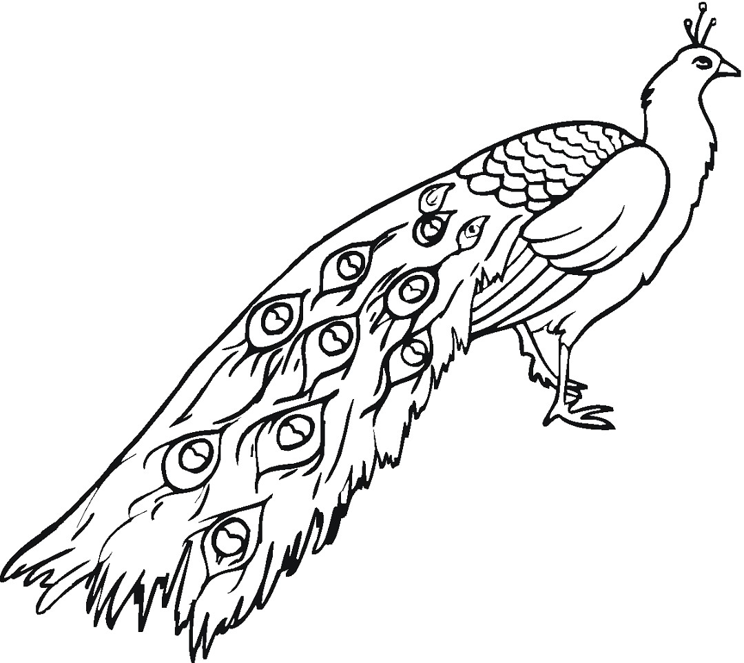 Sketsa Gambar Burung Elang Hitam Putih Contoh Sketsa Gambar